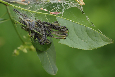 <i class='fa fa-user'></i>&nbsp;Ad Sprang&nbsp;|  Kardinaalsmutsstippelmot&nbsp; <i class='fa fa-eye'>&nbsp;68</i> &nbsp;<i class='fa fa-thumbs-up'>&nbsp;2</i> &nbsp; <i class='fa fa-comment-o'>&nbsp;3</i>