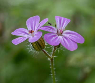 <i class='fa fa-user'></i>&nbsp;Tim Oord&nbsp;|  Robertskruid&nbsp; <i class='fa fa-eye'>&nbsp;61</i> &nbsp;<i class='fa fa-thumbs-up'>&nbsp;1</i> &nbsp; <i class='fa fa-comment-o'>&nbsp;5</i>