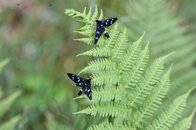 <i class='fa fa-user'></i>&nbsp;Paul Vandebroek&nbsp;|  Phegeavlinder&nbsp; <i class='fa fa-eye'>&nbsp;75</i> &nbsp; <i class='fa fa-comment-o'>&nbsp;3</i>