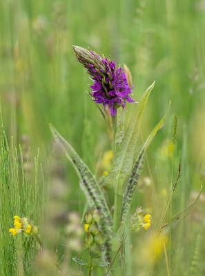 <i class='fa fa-user'></i>&nbsp;Tim Oord&nbsp;|  Gevlekte Rietorchis&nbsp; <i class='fa fa-eye'>&nbsp;69</i> &nbsp; <i class='fa fa-comment-o'>&nbsp;2</i>