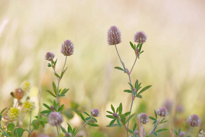 <i class='fa fa-user'></i>&nbsp;Nel R&nbsp;|  Hazenpootje&nbsp; <i class='fa fa-eye'>&nbsp;91</i> &nbsp;<i class='fa fa-thumbs-up'>&nbsp;9</i> &nbsp; <i class='fa fa-comment-o'>&nbsp;8</i>