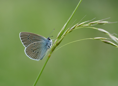 <i class='fa fa-user'></i>&nbsp;Jurgen Maassen&nbsp;|  Klaverblauwtje&nbsp; <i class='fa fa-eye'>&nbsp;79</i> &nbsp;<i class='fa fa-thumbs-up'>&nbsp;10</i> &nbsp; <i class='fa fa-comment-o'>&nbsp;5</i>