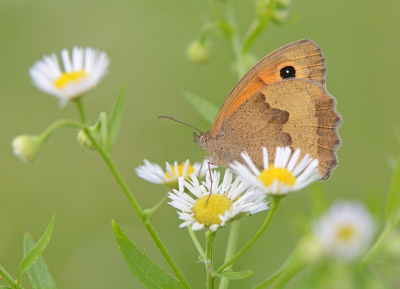 <i class='fa fa-user'></i>&nbsp;koekieman&nbsp;|  Bruin Zandoogje&nbsp; <i class='fa fa-eye'>&nbsp;72</i> &nbsp;<i class='fa fa-thumbs-up'>&nbsp;2</i> &nbsp; <i class='fa fa-comment-o'>&nbsp;4</i>