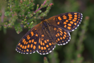 <i class='fa fa-user'></i>&nbsp;KrisvdWijk&nbsp;|  Bosparelmoervlinder&nbsp; <i class='fa fa-eye'>&nbsp;78</i> &nbsp;<i class='fa fa-thumbs-up'>&nbsp;4</i> &nbsp; <i class='fa fa-comment-o'>&nbsp;7</i>