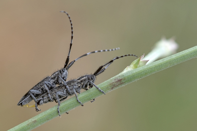 <i class='fa fa-user'></i>&nbsp;Johan van Gurp&nbsp;|  Gestreepte distelboktor&nbsp; <i class='fa fa-eye'>&nbsp;76</i> &nbsp;<i class='fa fa-thumbs-up'>&nbsp;4</i> &nbsp; <i class='fa fa-comment-o'>&nbsp;3</i>