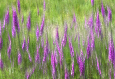 <i class='fa fa-user'></i>&nbsp;liesbeth van vliet&nbsp;|  Vingerhoedskruid&nbsp; <i class='fa fa-eye'>&nbsp;64</i> &nbsp;<i class='fa fa-thumbs-up'>&nbsp;1</i> &nbsp; <i class='fa fa-comment-o'>&nbsp;5</i>