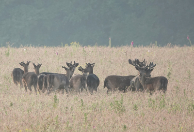 <i class='fa fa-user'></i>&nbsp;nelappelmelk&nbsp;|  Damhert&nbsp; <i class='fa fa-eye'>&nbsp;77</i> &nbsp;<i class='fa fa-thumbs-up'>&nbsp;1</i> &nbsp; <i class='fa fa-comment-o'>&nbsp;2</i>