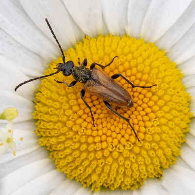 <i class='fa fa-user'></i>&nbsp;Johan van Gurp&nbsp;|  Ingekeepte smalboktor&nbsp; <i class='fa fa-eye'>&nbsp;48</i> &nbsp;<i class='fa fa-thumbs-up'>&nbsp;1</i> &nbsp; <i class='fa fa-comment-o'>&nbsp;2</i>