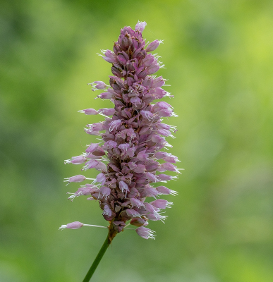 <i class='fa fa-user'></i>&nbsp;Tim Oord&nbsp;|  Adderwortel&nbsp; <i class='fa fa-eye'>&nbsp;47</i> &nbsp; <i class='fa fa-comment-o'>&nbsp;1</i>