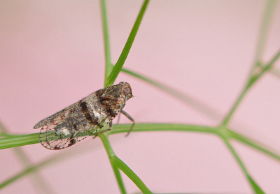 <i class='fa fa-user'></i>&nbsp;Nel R&nbsp;|  Cixius sp.&nbsp; <i class='fa fa-eye'>&nbsp;63</i> &nbsp; <i class='fa fa-comment-o'>&nbsp;2</i>