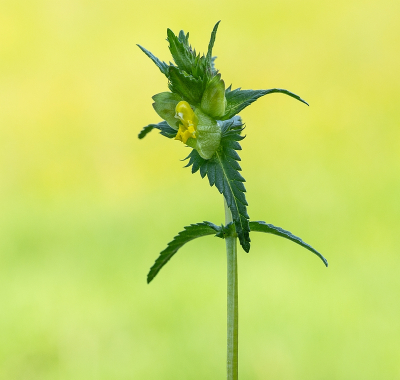 <i class='fa fa-user'></i>&nbsp;Tim Oord&nbsp;|  Kleine Ratelaar&nbsp; <i class='fa fa-eye'>&nbsp;64</i> &nbsp;<i class='fa fa-thumbs-up'>&nbsp;3</i> &nbsp; <i class='fa fa-comment-o'>&nbsp;2</i>