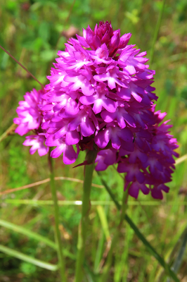 <i class='fa fa-user'></i>&nbsp;A. Soeting&nbsp;|  Hondskruid&nbsp; <i class='fa fa-eye'>&nbsp;53</i> &nbsp; <i class='fa fa-comment-o'>&nbsp;3</i>