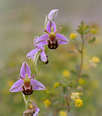 <i class='fa fa-user'></i>&nbsp;Nel R&nbsp;|  Bijenorchis&nbsp; <i class='fa fa-eye'>&nbsp;87</i> &nbsp;<i class='fa fa-thumbs-up'>&nbsp;8</i> &nbsp; <i class='fa fa-comment-o'>&nbsp;8</i>