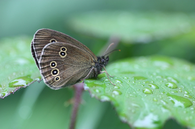 <i class='fa fa-user'></i>&nbsp;Paul Vandebroek&nbsp;|  Koevinkje&nbsp; <i class='fa fa-eye'>&nbsp;53</i> &nbsp;<i class='fa fa-thumbs-up'>&nbsp;1</i> &nbsp; <i class='fa fa-comment-o'>&nbsp;3</i>