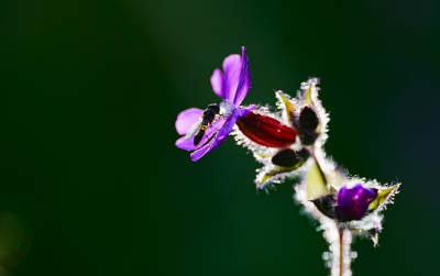 <i class='fa fa-user'></i>&nbsp;hesterb&nbsp;|  Dagkoekoeksbloem&nbsp; <i class='fa fa-eye'>&nbsp;53</i> &nbsp; <i class='fa fa-comment-o'>&nbsp;1</i>