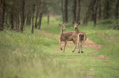 <i class='fa fa-user'></i>&nbsp;ErnovanDoorn&nbsp;|  Damhert&nbsp; <i class='fa fa-eye'>&nbsp;74</i> &nbsp;<i class='fa fa-thumbs-up'>&nbsp;3</i> &nbsp; <i class='fa fa-comment-o'>&nbsp;3</i>