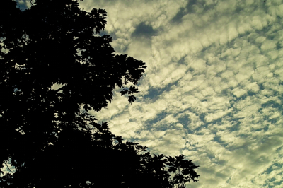 <i class='fa fa-user'></i>&nbsp;B.M.Schouten-Ruis&nbsp;|  Esdoorn met schapenwolken&nbsp; <i class='fa fa-eye'>&nbsp;44</i> &nbsp; <i class='fa fa-comment-o'>&nbsp;2</i>