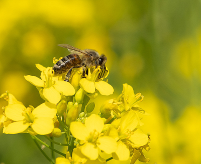 <i class='fa fa-user'></i>&nbsp;Truus Aletta Maan&nbsp;|  Honingbij&nbsp; <i class='fa fa-eye'>&nbsp;41</i> &nbsp; <i class='fa fa-comment-o'>&nbsp;0</i>