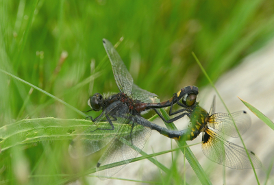 <i class='fa fa-user'></i>&nbsp;Eric Gibcus&nbsp;|  Gevlekte Witsnuitlibel&nbsp; <i class='fa fa-eye'>&nbsp;66</i> &nbsp; <i class='fa fa-comment-o'>&nbsp;1</i>