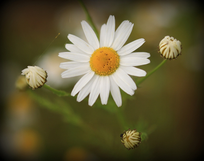 <i class='fa fa-user'></i>&nbsp;Tineke Strijbosch&nbsp;|  Reukeloze Kamille&nbsp; <i class='fa fa-eye'>&nbsp;38</i> &nbsp; <i class='fa fa-comment-o'>&nbsp;3</i>