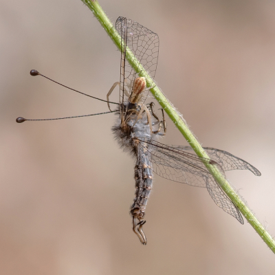 <i class='fa fa-user'></i>&nbsp;Johan van Gurp&nbsp;|  Bubopsis andromache&nbsp; <i class='fa fa-eye'>&nbsp;85</i> &nbsp;<i class='fa fa-thumbs-up'>&nbsp;3</i> &nbsp; <i class='fa fa-comment-o'>&nbsp;3</i>