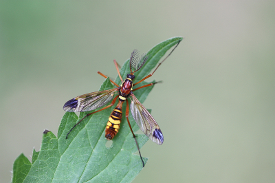 Ctenophora ornata / Roodrugkamlangpoot / Ctenophora ornata