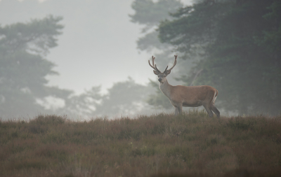 <i class='fa fa-user'></i>&nbsp;ErnovanDoorn&nbsp;|  Edelhert&nbsp; <i class='fa fa-eye'>&nbsp;100</i> &nbsp;<i class='fa fa-thumbs-up'>&nbsp;5</i> &nbsp; <i class='fa fa-comment-o'>&nbsp;3</i>