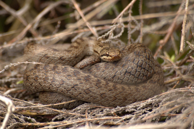 <i class='fa fa-user'></i>&nbsp;KrisvdWijk&nbsp;|  Gladde Slang&nbsp; <i class='fa fa-eye'>&nbsp;101</i> &nbsp; <i class='fa fa-comment-o'>&nbsp;5</i>