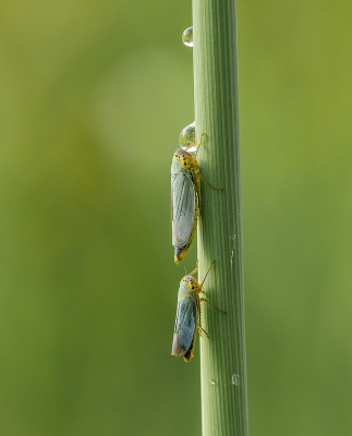 <i class='fa fa-user'></i>&nbsp;Tim Oord&nbsp;|  Groene Rietcicade&nbsp; <i class='fa fa-eye'>&nbsp;67</i> &nbsp;<i class='fa fa-thumbs-up'>&nbsp;10</i> &nbsp; <i class='fa fa-comment-o'>&nbsp;4</i>