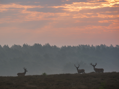 <i class='fa fa-user'></i>&nbsp;ErnovanDoorn&nbsp;|  Edelhert&nbsp; <i class='fa fa-eye'>&nbsp;73</i> &nbsp;<i class='fa fa-thumbs-up'>&nbsp;2</i> &nbsp; <i class='fa fa-comment-o'>&nbsp;0</i>