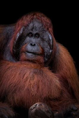 <i class='fa fa-user'></i>&nbsp;MarkSchutz&nbsp;|  Orang Oetan&nbsp; <i class='fa fa-eye'>&nbsp;94</i> &nbsp; <i class='fa fa-comment-o'>&nbsp;2</i>