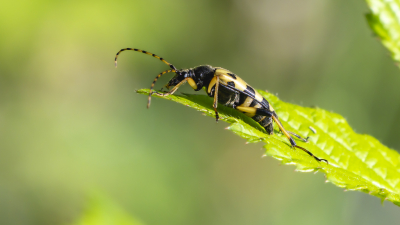 <i class='fa fa-user'></i>&nbsp;Martin Verbeeten&nbsp;|  Geringelde Smalboktor&nbsp; <i class='fa fa-eye'>&nbsp;48</i> &nbsp; <i class='fa fa-comment-o'>&nbsp;0</i>