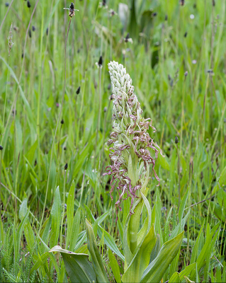 <i class='fa fa-user'></i>&nbsp;Ties Niehof&nbsp;|  Bokkenorchis&nbsp; <i class='fa fa-eye'>&nbsp;70</i> &nbsp; <i class='fa fa-comment-o'>&nbsp;1</i>