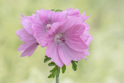 <i class='fa fa-user'></i>&nbsp;Johan van Gurp&nbsp;|  Muskuskaasjeskruid&nbsp; <i class='fa fa-eye'>&nbsp;55</i> &nbsp;<i class='fa fa-thumbs-up'>&nbsp;2</i> &nbsp; <i class='fa fa-comment-o'>&nbsp;3</i>