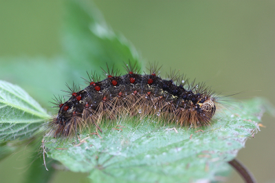 <i class='fa fa-user'></i>&nbsp;Paul Vandebroek&nbsp;|  Plakker&nbsp; <i class='fa fa-eye'>&nbsp;45</i> &nbsp;<i class='fa fa-thumbs-up'>&nbsp;2</i> &nbsp; <i class='fa fa-comment-o'>&nbsp;2</i>