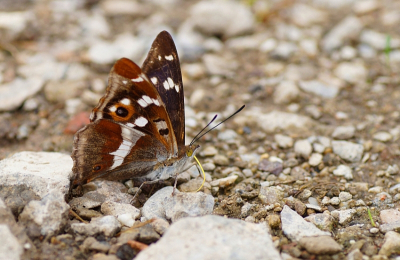 <i class='fa fa-user'></i>&nbsp;Jelle Bakker&nbsp;|  Grote Weerschijnvlinder&nbsp; <i class='fa fa-eye'>&nbsp;81</i> &nbsp; <i class='fa fa-comment-o'>&nbsp;5</i>