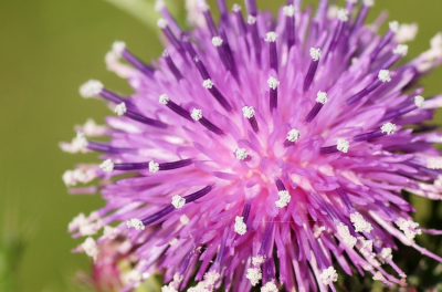 <i class='fa fa-user'></i>&nbsp;Jelle Bakker&nbsp;|  Kruldistel&nbsp; <i class='fa fa-eye'>&nbsp;41</i> &nbsp; <i class='fa fa-comment-o'>&nbsp;0</i>