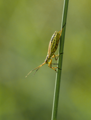 <i class='fa fa-user'></i>&nbsp;Tim Oord&nbsp;|  Grote Bonte Graswants&nbsp; <i class='fa fa-eye'>&nbsp;60</i> &nbsp;<i class='fa fa-thumbs-up'>&nbsp;2</i> &nbsp; <i class='fa fa-comment-o'>&nbsp;4</i>