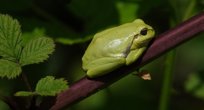 <i class='fa fa-user'></i>&nbsp;Ben Aalders&nbsp;|  Europese Boomkikker&nbsp; <i class='fa fa-eye'>&nbsp;76</i> &nbsp;<i class='fa fa-thumbs-up'>&nbsp;3</i> &nbsp; <i class='fa fa-comment-o'>&nbsp;3</i>