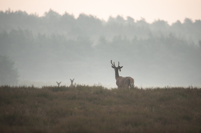 <i class='fa fa-user'></i>&nbsp;ErnovanDoorn&nbsp;|  Edelhert&nbsp; <i class='fa fa-eye'>&nbsp;73</i> &nbsp; <i class='fa fa-comment-o'>&nbsp;0</i>