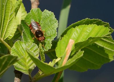 <i class='fa fa-user'></i>&nbsp;Truus Aletta Maan&nbsp;|  Grote Moeraswapenvlieg&nbsp; <i class='fa fa-eye'>&nbsp;46</i> &nbsp; <i class='fa fa-comment-o'>&nbsp;1</i>