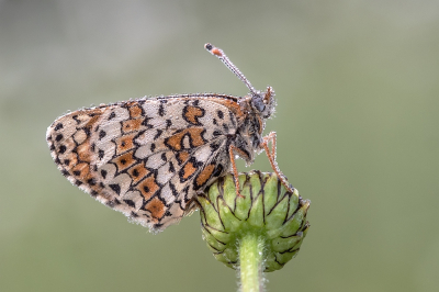 <i class='fa fa-user'></i>&nbsp;Johan van Gurp&nbsp;|  Veldparelmoervlinder&nbsp; <i class='fa fa-eye'>&nbsp;71</i> &nbsp;<i class='fa fa-thumbs-up'>&nbsp;6</i> &nbsp; <i class='fa fa-comment-o'>&nbsp;2</i>