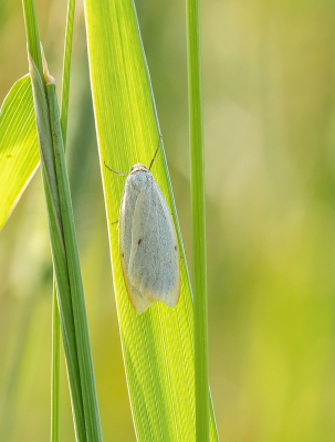 <i class='fa fa-user'></i>&nbsp;Tim Oord&nbsp;|  Vierstipbeertje&nbsp; <i class='fa fa-eye'>&nbsp;49</i> &nbsp;<i class='fa fa-thumbs-up'>&nbsp;1</i> &nbsp; <i class='fa fa-comment-o'>&nbsp;2</i>