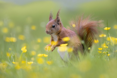 De actie ' Maai mei niet ' gaf weer tal van bloemen in de gazon.
Een week lang voederde ik nootjes tussen de boterbloemen, toen ik er enkele uren ging liggen had ik beelden van Eekhoorn, Gaai, Gr bonte specht en Houtduif.