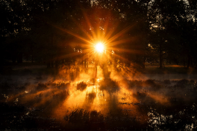 <i class='fa fa-user'></i>&nbsp;Jacob-Carl Pauw&nbsp;|  Gouden zonsopkomst&nbsp; <i class='fa fa-eye'>&nbsp;103</i> &nbsp;<i class='fa fa-thumbs-up'>&nbsp;3</i> &nbsp; <i class='fa fa-comment-o'>&nbsp;6</i>