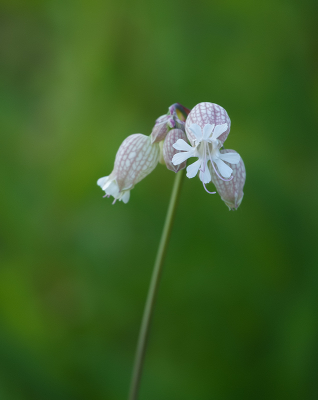 <i class='fa fa-user'></i>&nbsp;Jurgen Maassen&nbsp;|  Blaassilene&nbsp; <i class='fa fa-eye'>&nbsp;72</i> &nbsp;<i class='fa fa-thumbs-up'>&nbsp;2</i> &nbsp; <i class='fa fa-comment-o'>&nbsp;3</i>