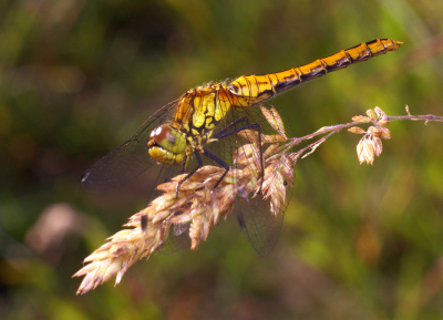 <i class='fa fa-user'></i>&nbsp;tonysettanta&nbsp;|  Bloedrode Heidelibel&nbsp; <i class='fa fa-eye'>&nbsp;53</i> &nbsp; <i class='fa fa-comment-o'>&nbsp;1</i>