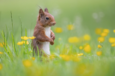 <i class='fa fa-user'></i>&nbsp;Luc Meert&nbsp;|  Eekhoorn&nbsp; <i class='fa fa-eye'>&nbsp;104</i> &nbsp;<i class='fa fa-thumbs-up'>&nbsp;14</i> &nbsp; <i class='fa fa-comment-o'>&nbsp;7</i>