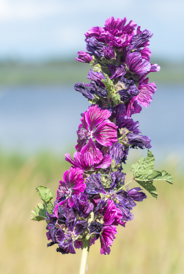 <i class='fa fa-user'></i>&nbsp;PascalK&nbsp;|  Groot Kaasjeskruid&nbsp; <i class='fa fa-eye'>&nbsp;56</i> &nbsp; <i class='fa fa-comment-o'>&nbsp;0</i>