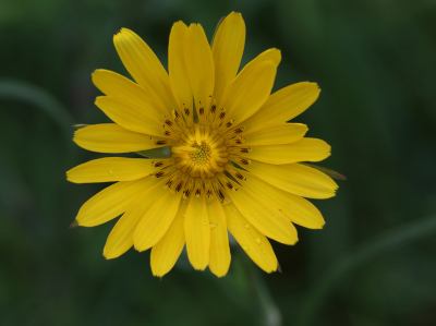 <i class='fa fa-user'></i>&nbsp;Ad Sprang&nbsp;|  Oosterse Morgenster&nbsp; <i class='fa fa-eye'>&nbsp;50</i> &nbsp;<i class='fa fa-thumbs-up'>&nbsp;2</i> &nbsp; <i class='fa fa-comment-o'>&nbsp;4</i>